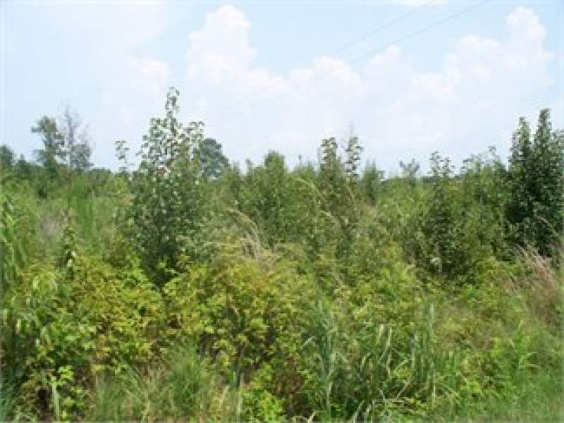 Elliot, Lee County, South Carolina Land For Sale - 2.7 Acres Image