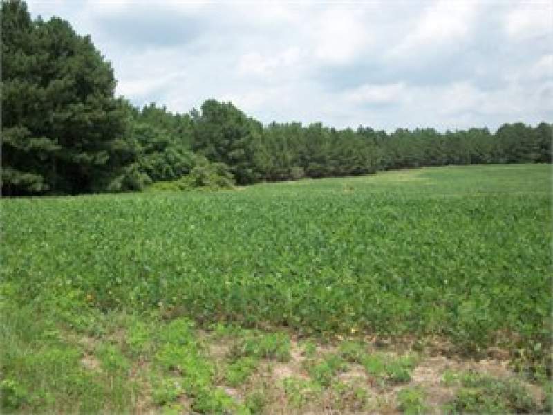 Bishopville, Lee County, South Carolina Land For Sale - 94 Acres Image