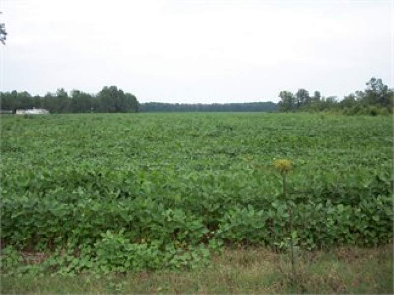 Elliot, Lee County, South Carolina Land For Sale - 7.5 Acres Image