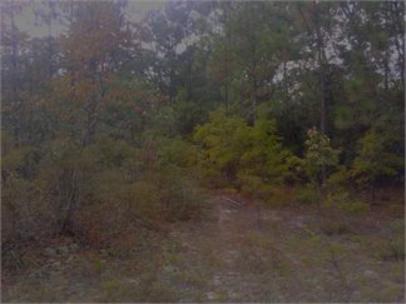 Leesville, Lexington County, South Carolina Land For Sale - 3.08 Acres Image
