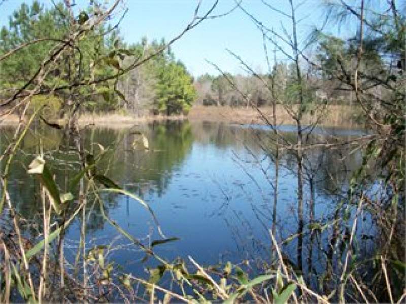 South Carolina Land For Sale - 10 Acres Image